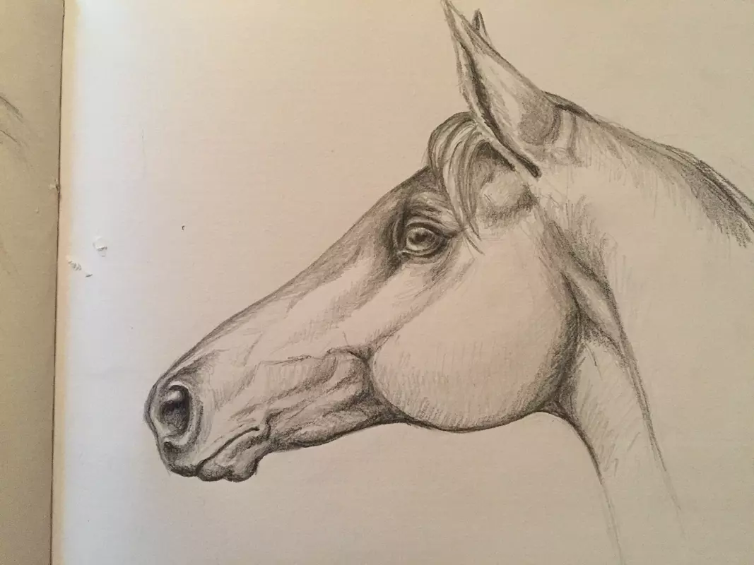 ©Feinste-Fotos- Zeichnung Pferdekopf